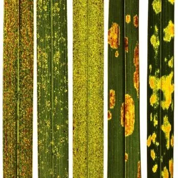 thumbnail for publication: Lesion Mimics in Mule Palm (× Butyagrus nabonnandii)